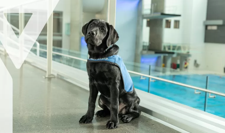 A black lab puppy service dog poses on a pool viewing deck